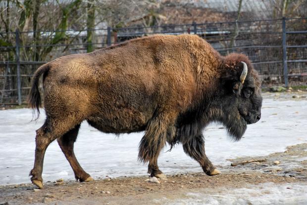 Bizon v pražské zoo, foto: Jan Hrdina