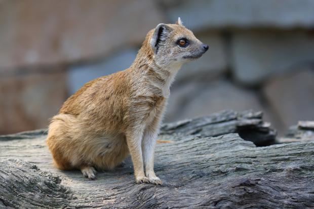 Mangusty liščí v pražské zoo předvádějí návštěvníkům svá mláďata